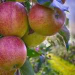 Een boomgaard aanleggen: de juiste fruitbomen kiezen