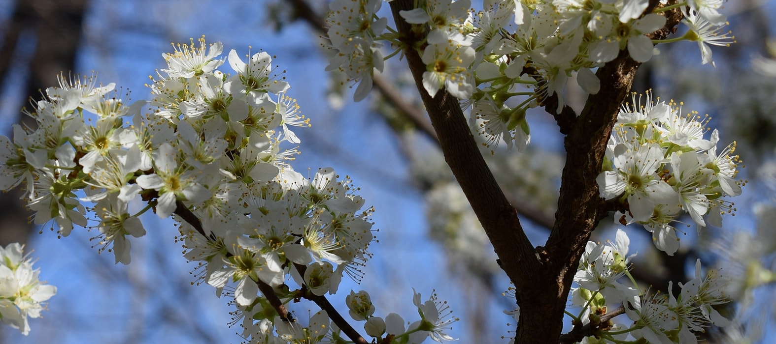Onderhoud en snoei van hoogstamfruitbomen