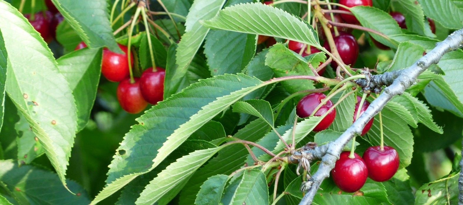 Fruitbomen beschermen tegen vogels: hoe doe je dat?