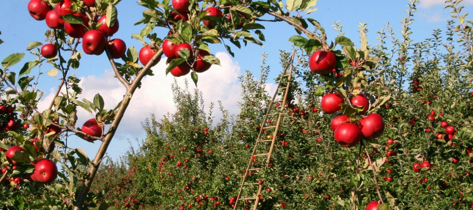 Fruitbomen: je boomgaard natuurlijk beschermen