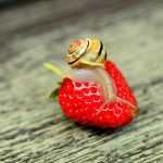 Aardbeien in de moestuin: stop de plundering!