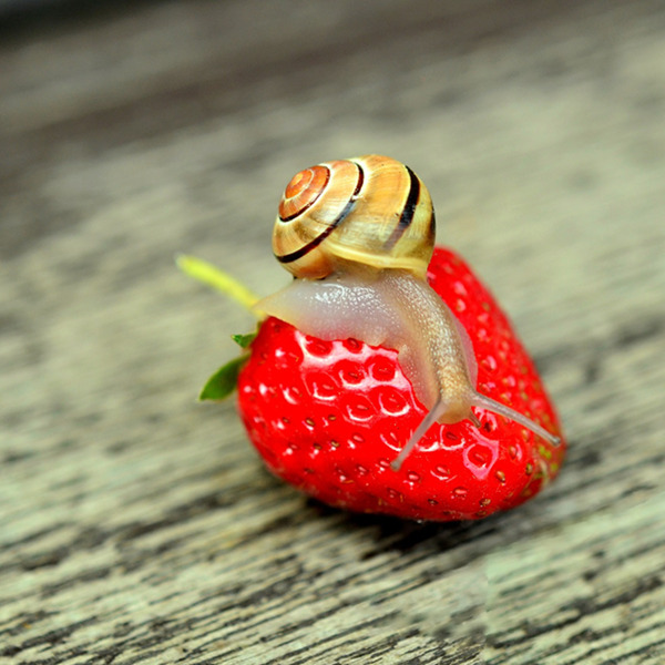 Aardbeien in de moestuin: stop de plundering!