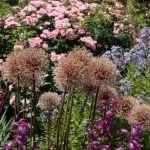 Sierui: uitgebloeide bloemen afknippen?
