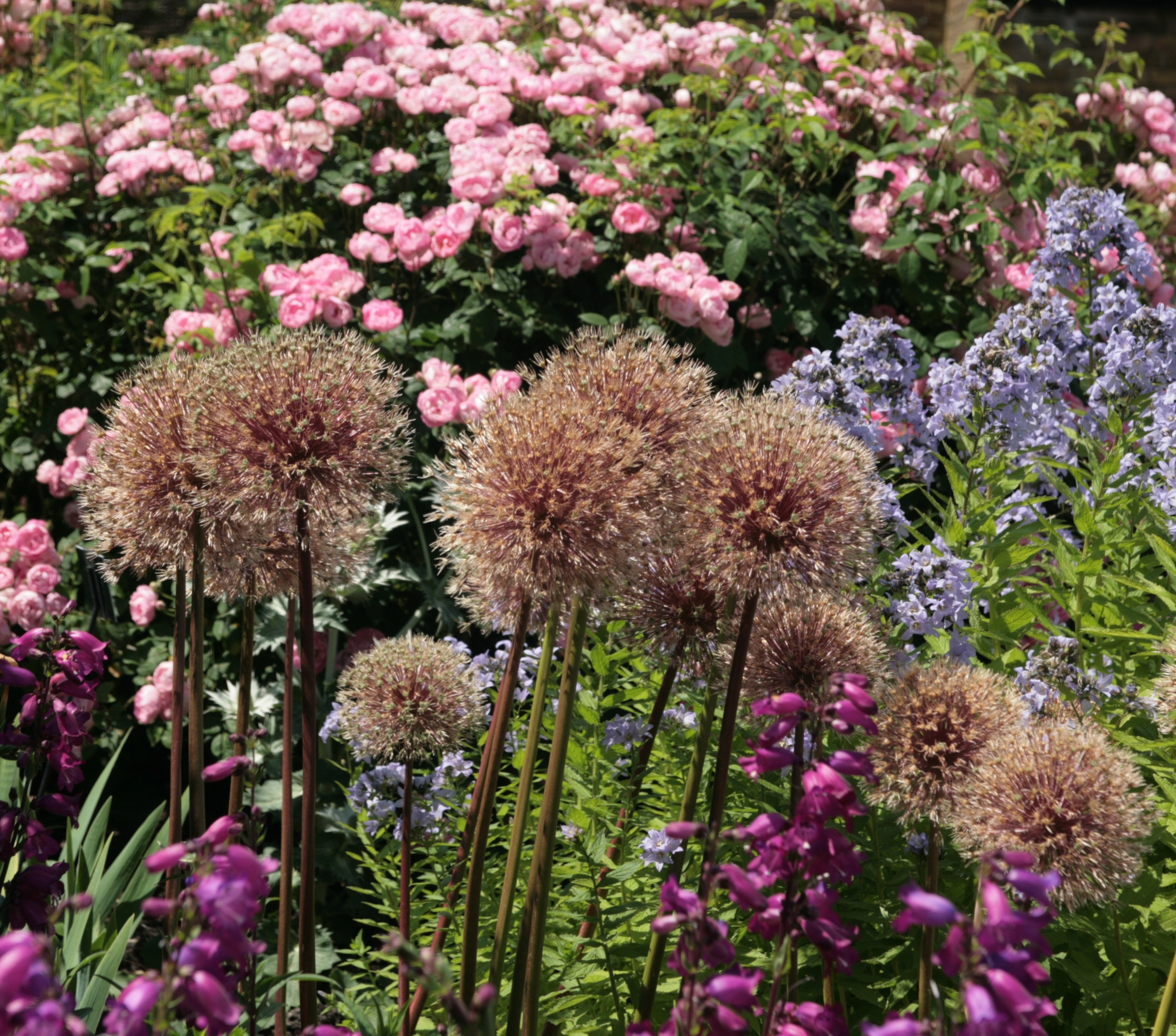 Sierui: uitgebloeide bloemen afknippen?
