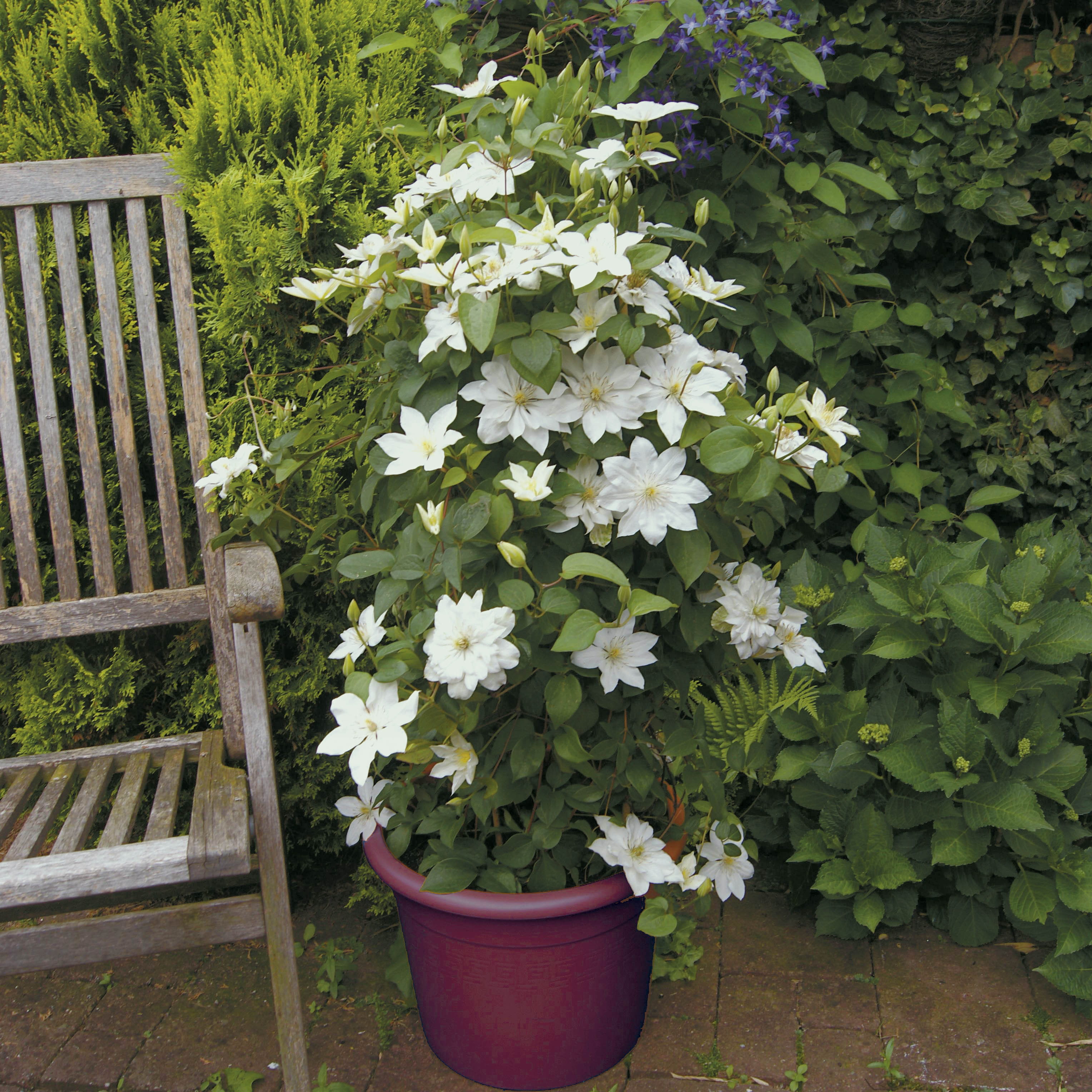 Ik heb het getest op mijn balkon: clematis in pot