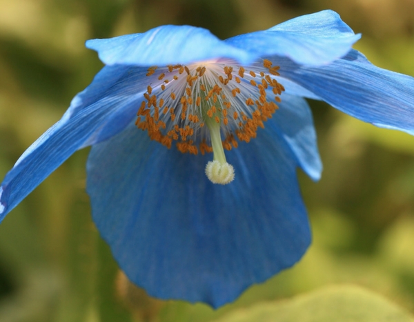 Blauwe klaproos kweken: zo lukt het