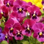 Bisplanten in perskluiten planten