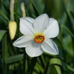 Top 15 narcissen uit mijn tuin