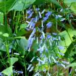 Isodon longituba, kent u deze plant?