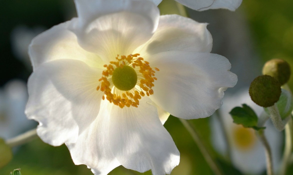 Japanse herfstanemonen: planten en verzorgen