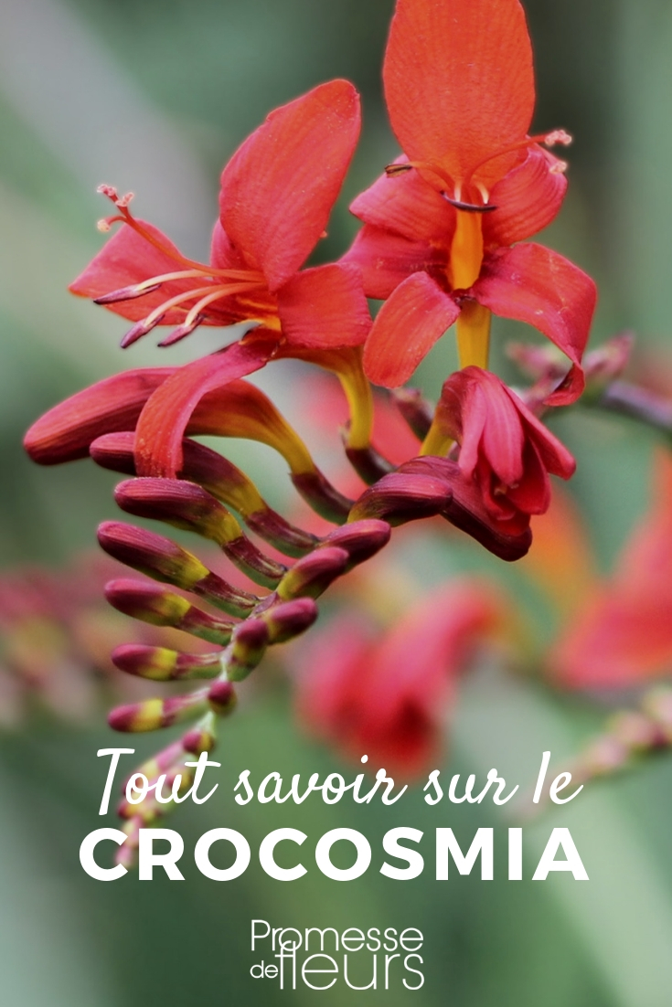 Crocosmia montbretia