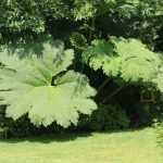 Gunnera beschermen in 4 stappen
