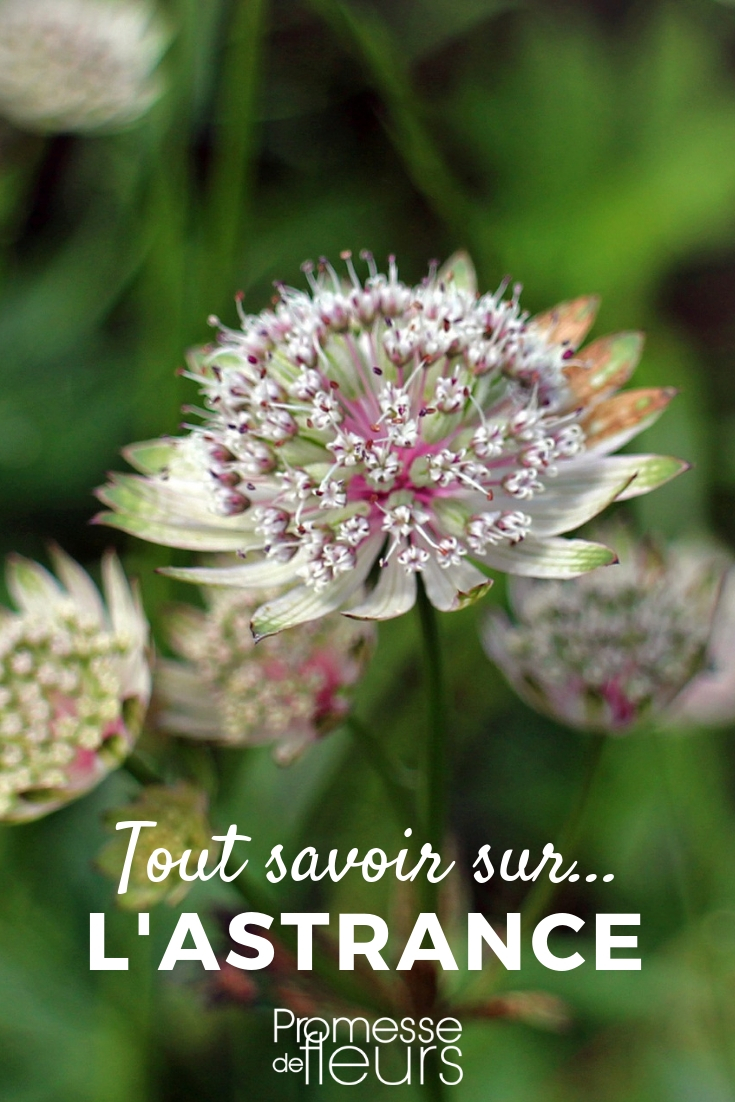 Zeeuws knoopje, Astrantia