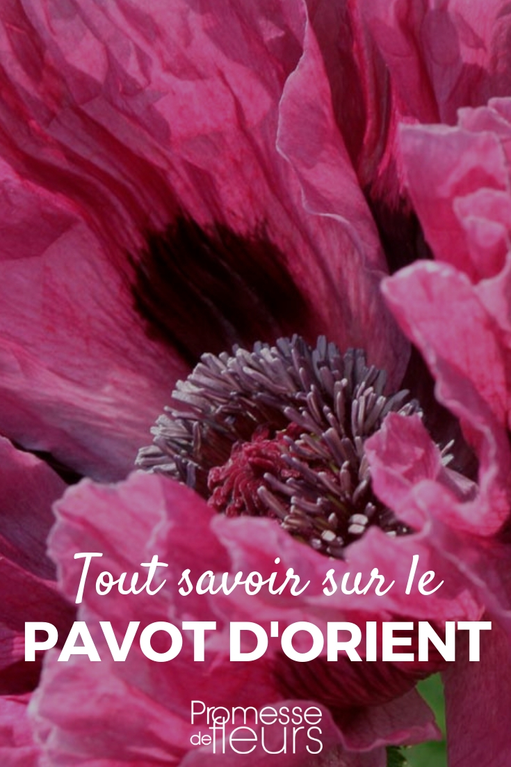 oosterse papaver Papaver orientale