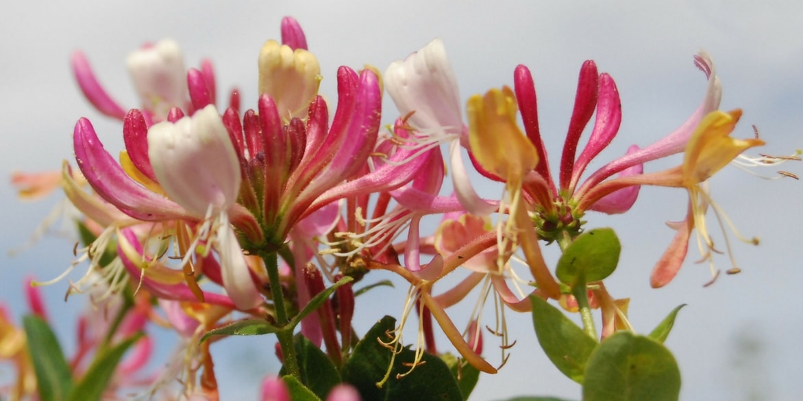 Kamperfoelie: planten, snoei en onderhoud
