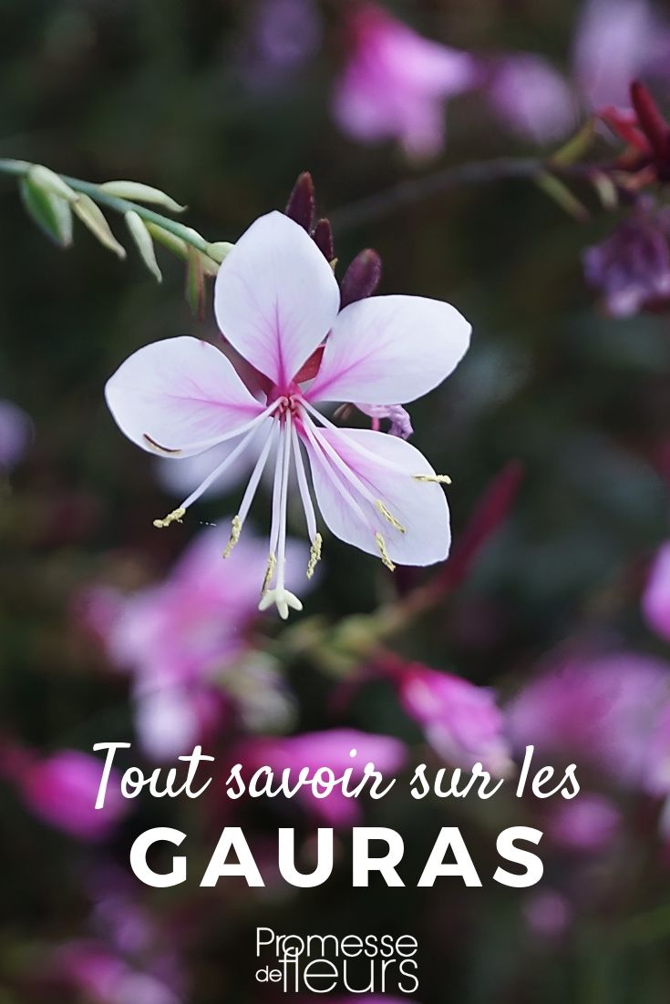 Gaura: planten, kweken en verzorgen