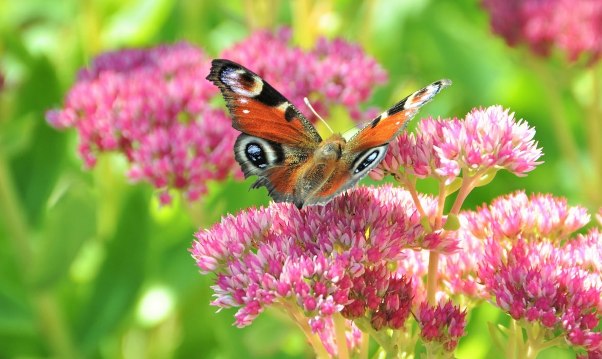 Sedum of vetkruid: planten, telen en vermeerderen