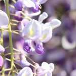 Blauwe regen planten, snoeien en verzorgen