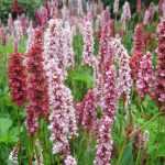 Persicaria's of duizendknopen: planten, kweken en verzorgen