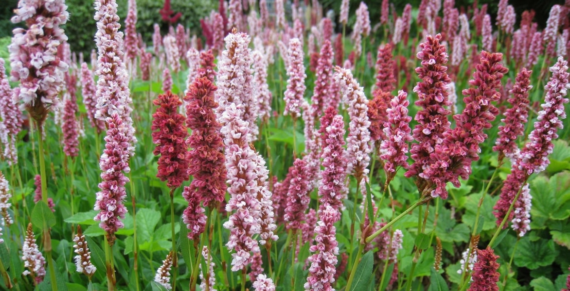 Persicaria's of duizendknopen: planten, kweken en verzorgen