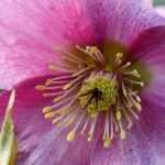 Helleborussen planten en telen