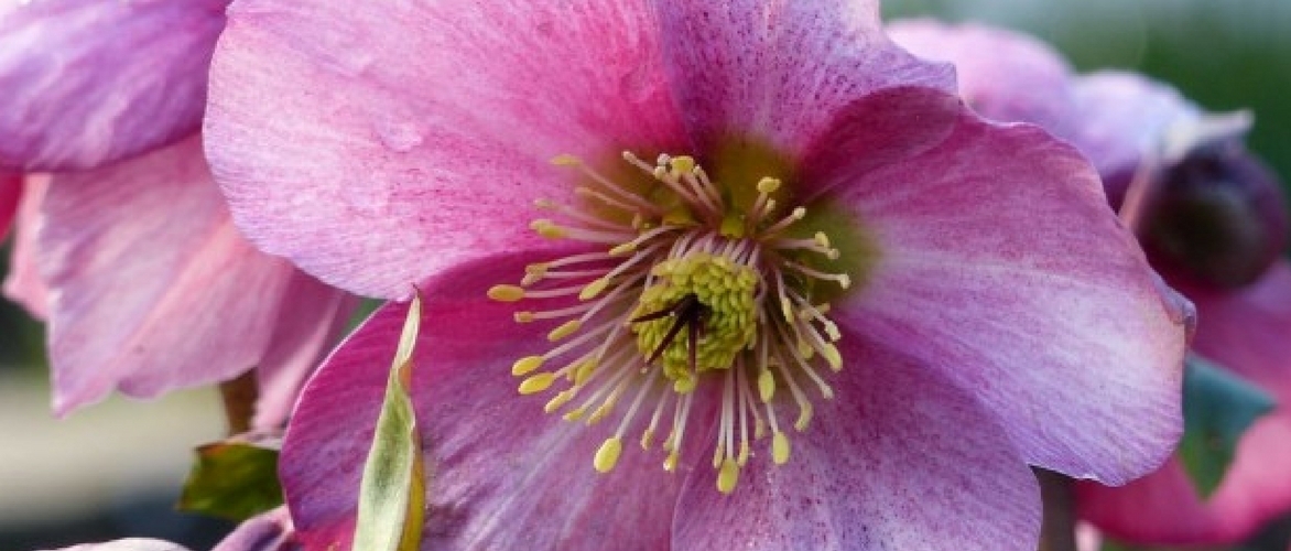 Helleborussen planten en telen