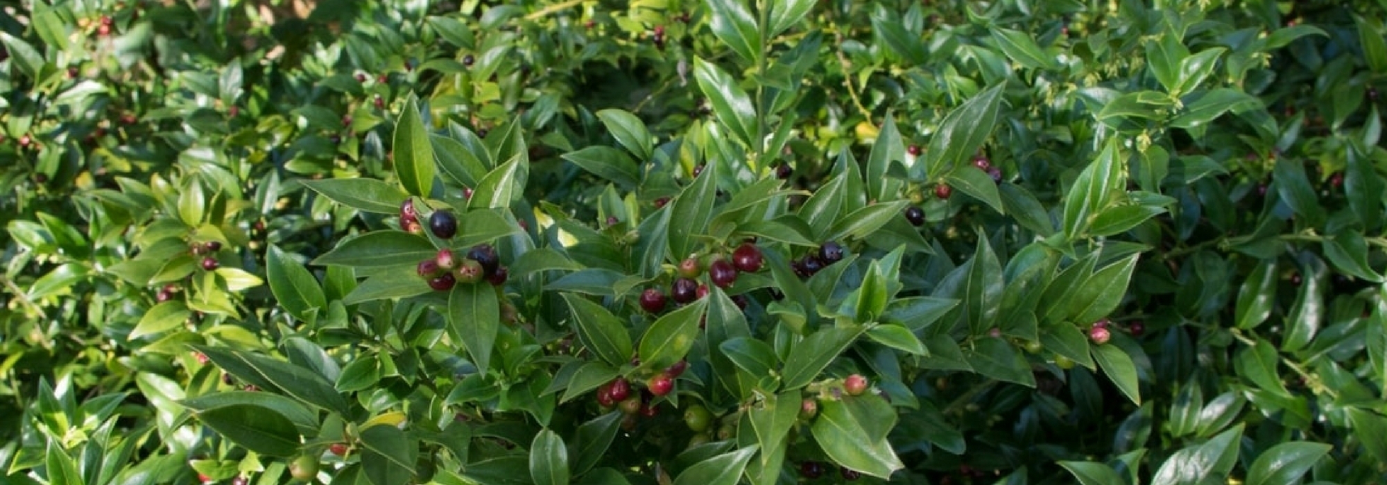 Sarcococca telen en snoeien