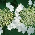 Viburnum, sneeuwbal: planten, snoeien en telen