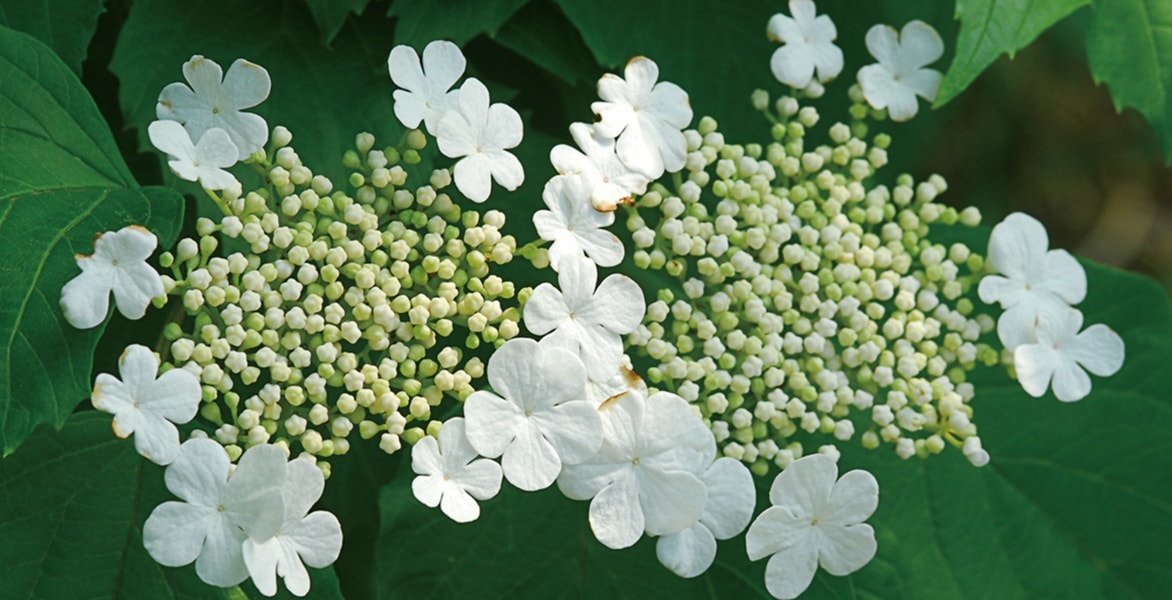 Viburnum, sneeuwbal: planten, snoeien en telen