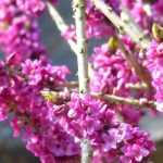 Daphne: planten, telen en verzorgen