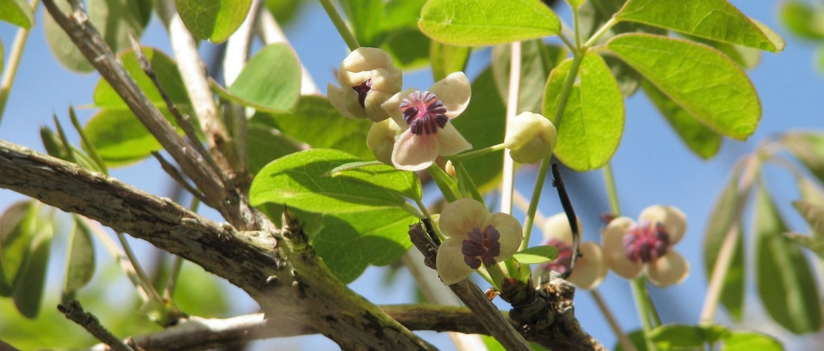 Akebia planten, snoeien en verzorgen