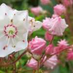 Kalmia latifolia: planten, telen en verzorgen