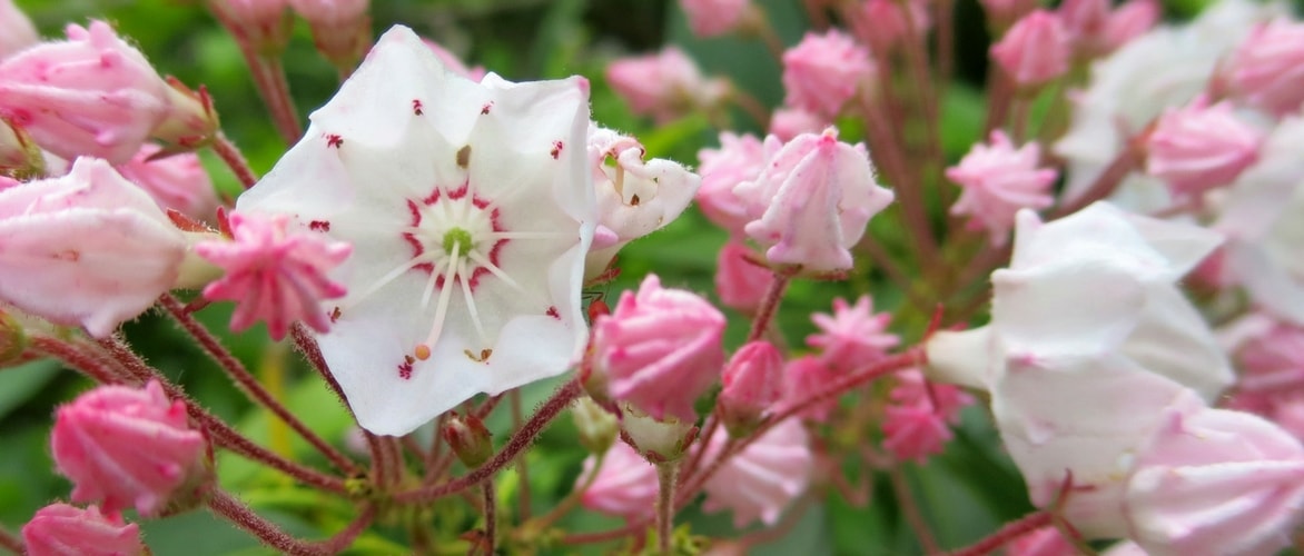 Kalmia latifolia: planten, telen en verzorgen