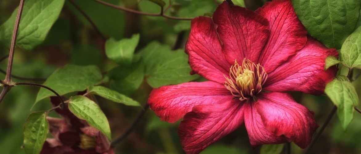 Clematis planten, snoeien en verzorgen
