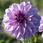 Dahlia: planten, verzorging en kweektips