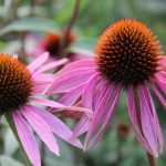 Echinacea's: zaaien, kweken en verzorgen