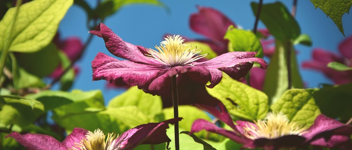 Clematis leiden en steunen?