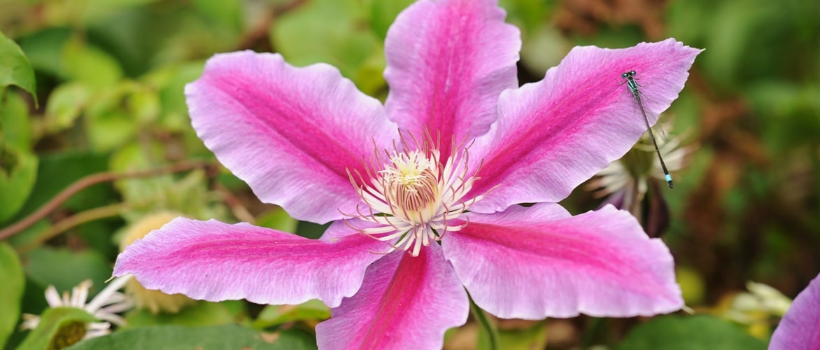 Clematis snoeien en onderhouden?