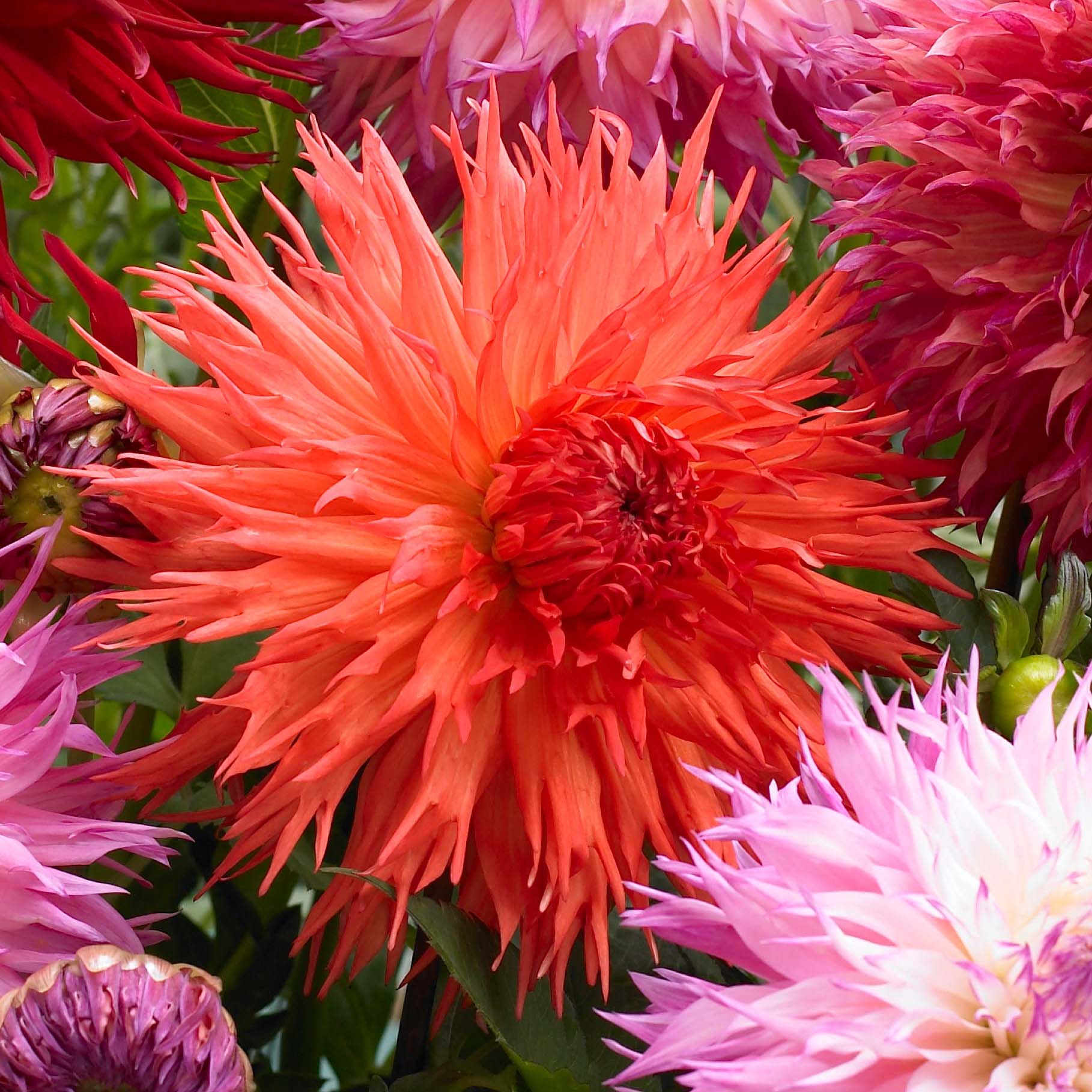 Dahlia's combineren in de tuin