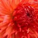 Succesvol dahlia's kweken