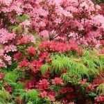 Rhododendron: 9 ideeën voor geslaagde combinaties