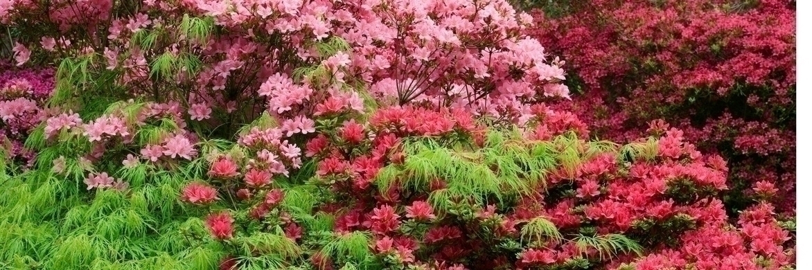 Rhododendron: 9 ideeën voor geslaagde combinaties