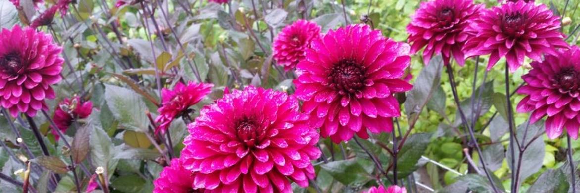 Dahlia's planten