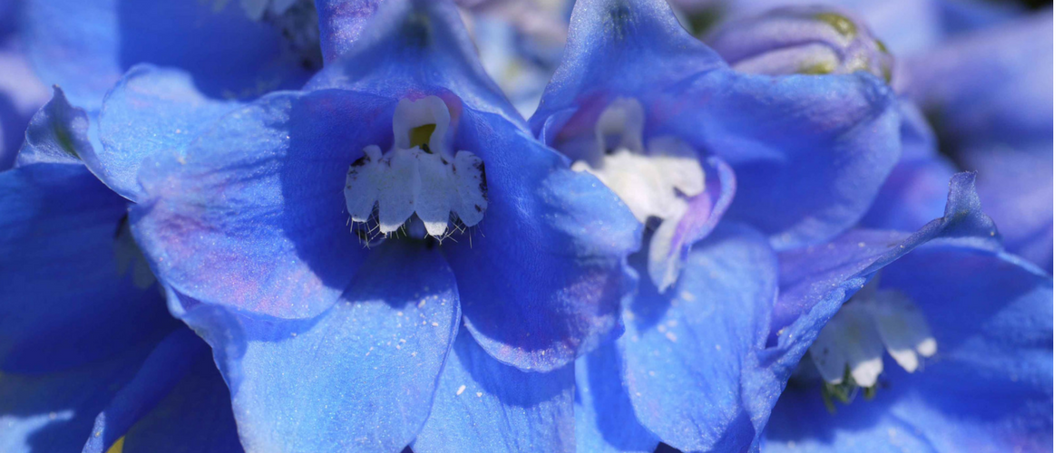 Delphinium, ridderspoor: 8 ideeën om te combineren