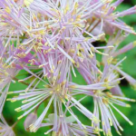 Thalictrum, ruit: 8 mooie combinaties
