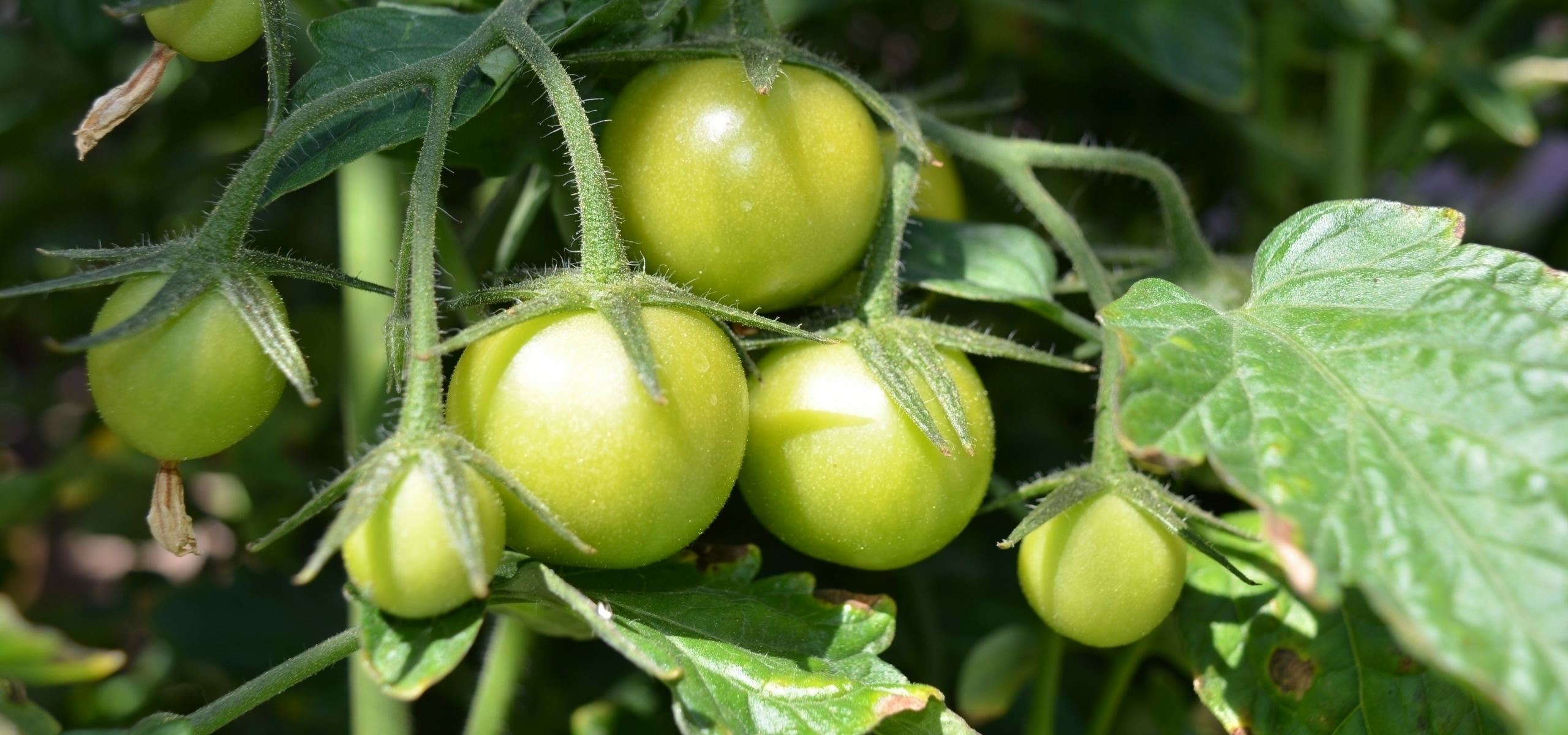 Tomaten snoeien en opbinden