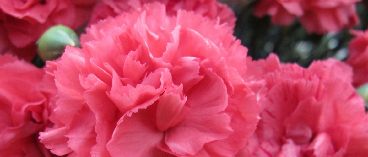Anjer of Dianthus: 6 combinaties voor de tuin