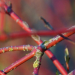 Kornoeljes met sierlijke takken: planten en snoeien