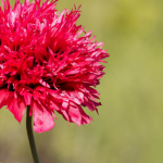 Oosterse papavers: 8 ideeën voor combinaties in de tuin