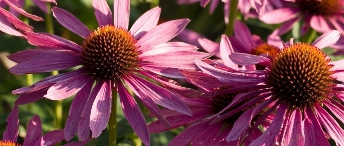 Echinacea's of zonnehoeden scheuren en opnieuw planten